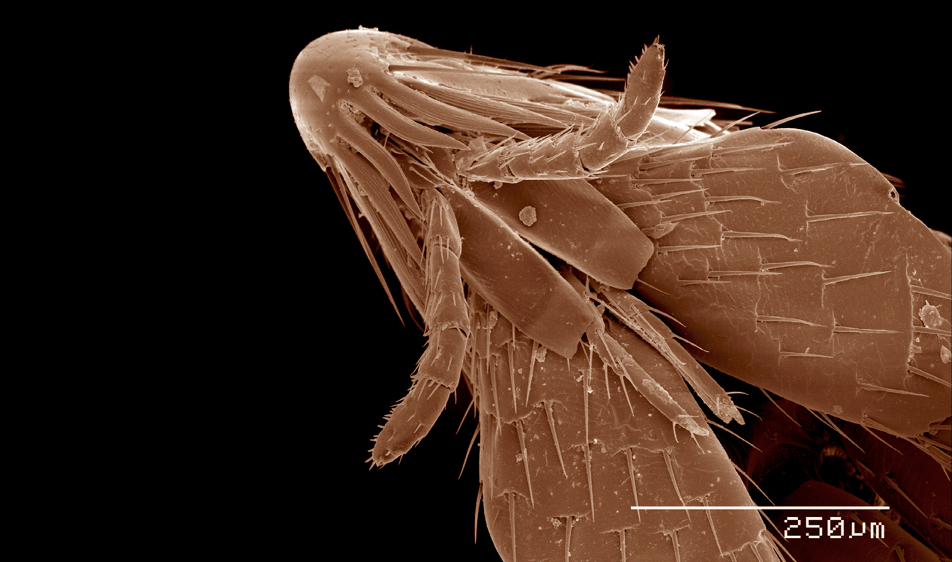 Flea Close Up