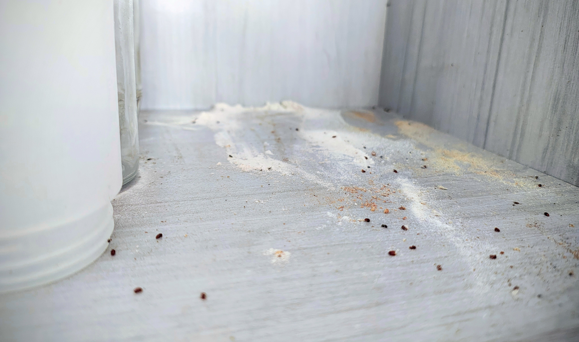 Indiana Meal Moth