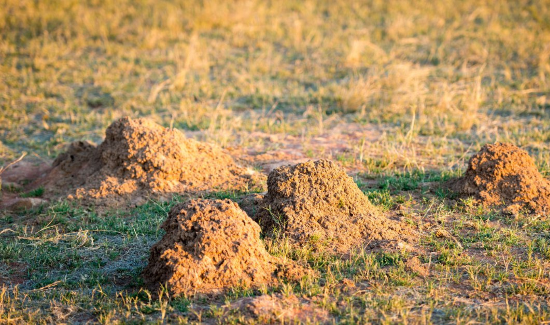 Fire ant mounds