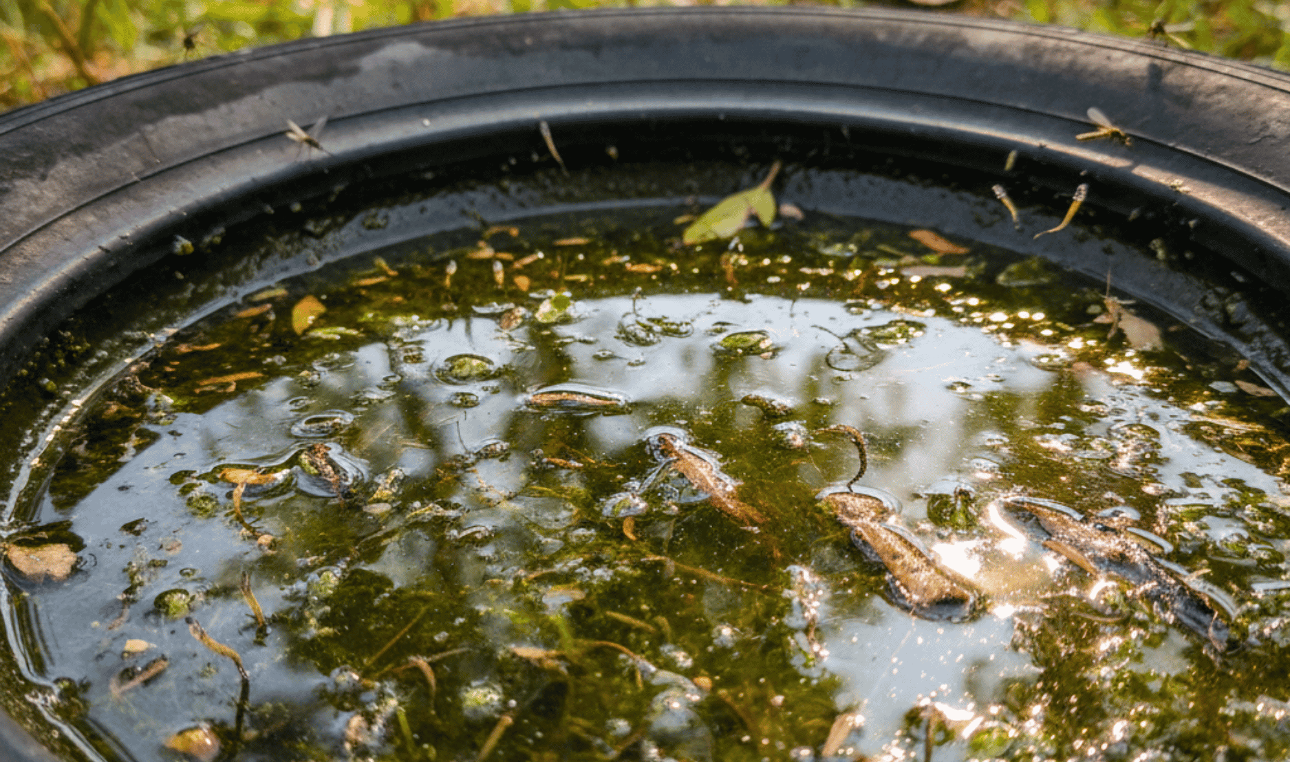 Get Ahead of Mosquito Season (1)