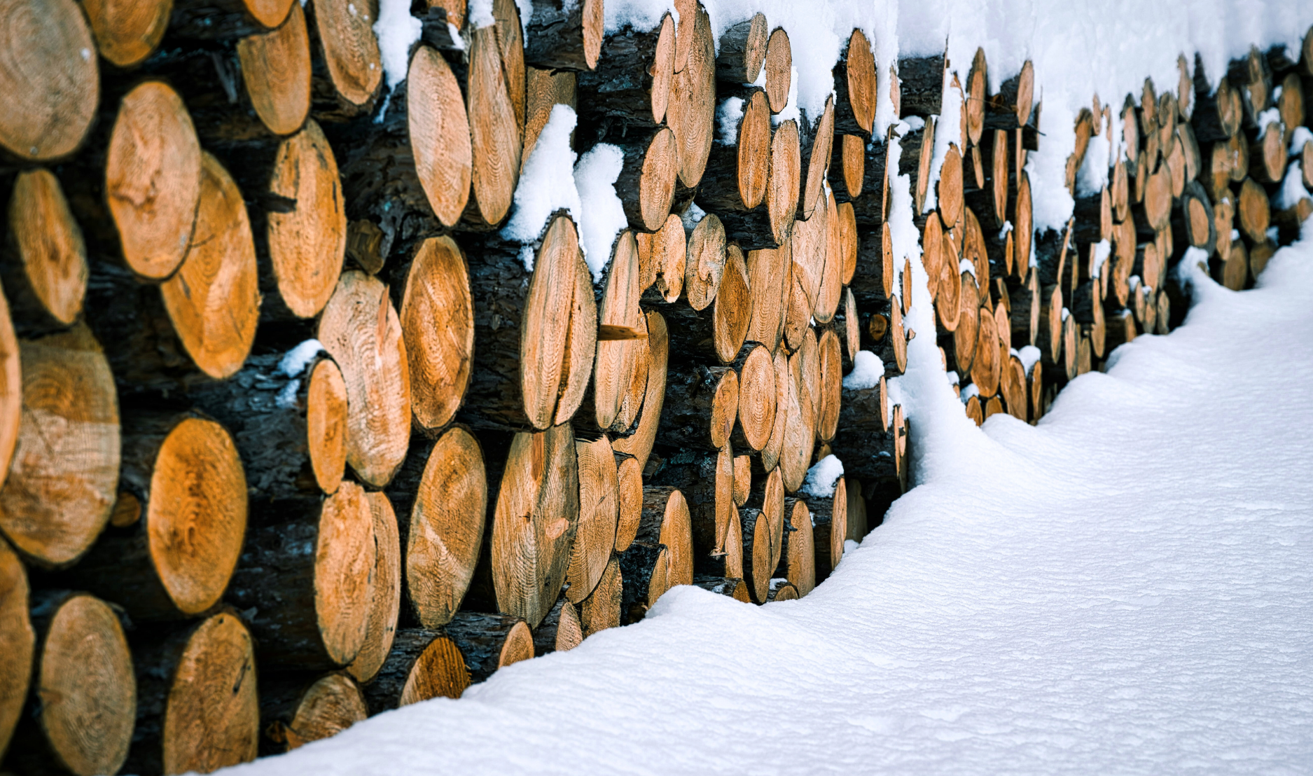 Logs in Snow