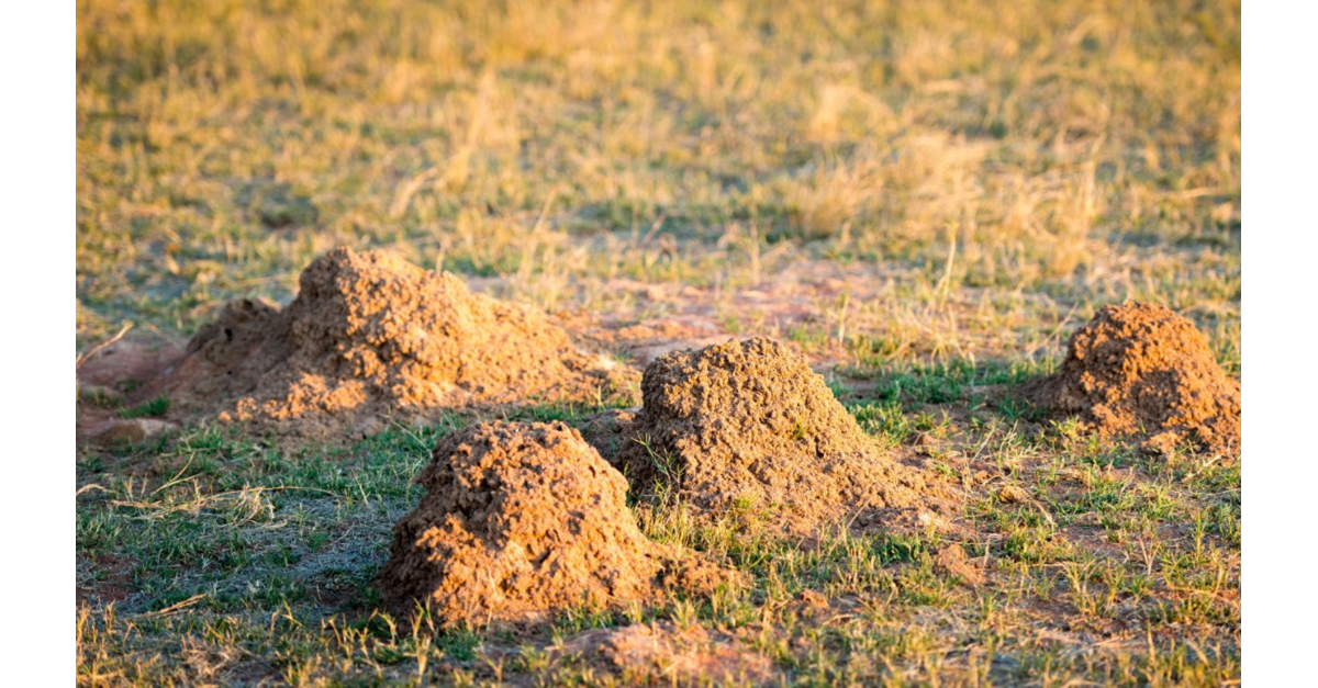 Fire ant mounds