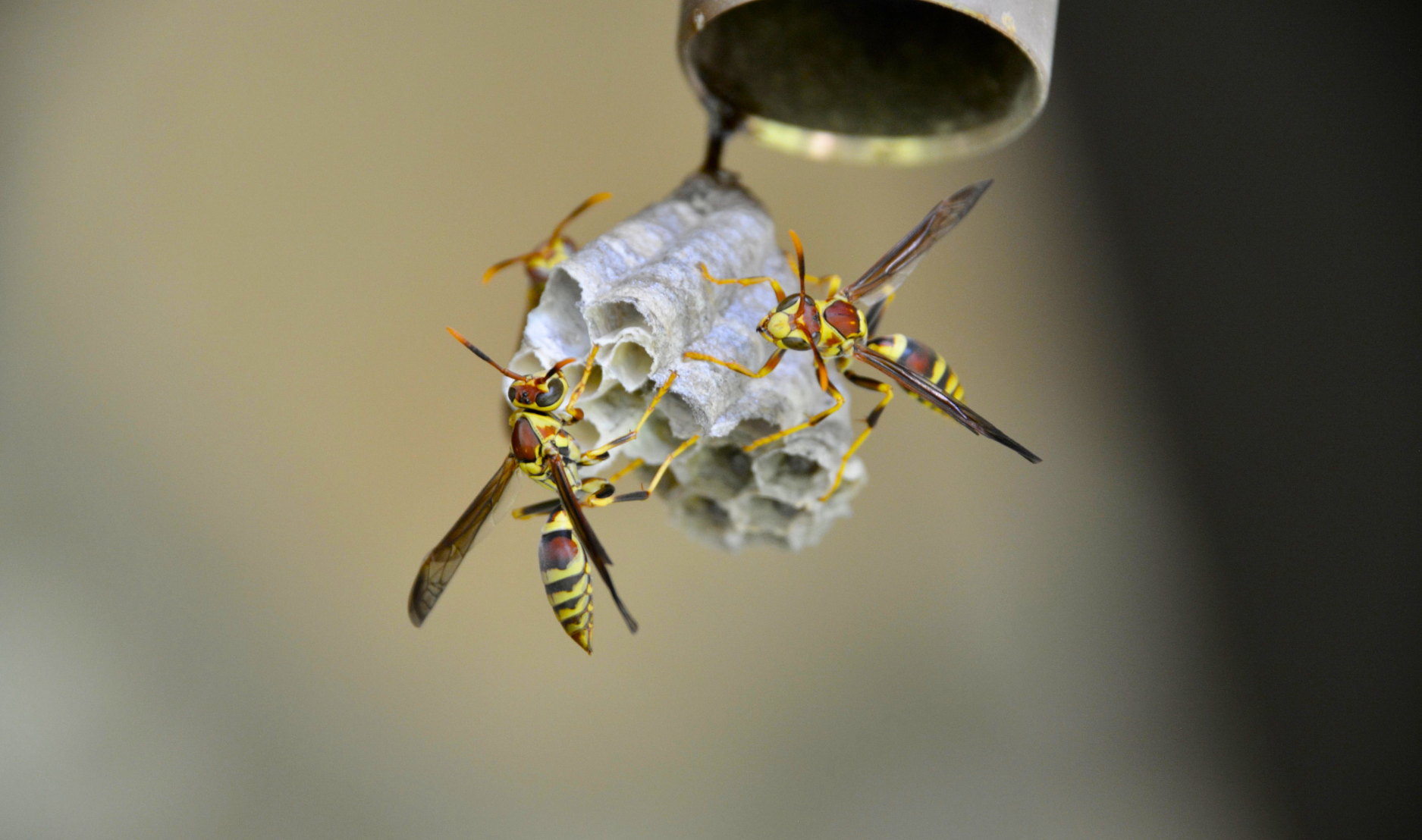 Prepare for Fall Invaders