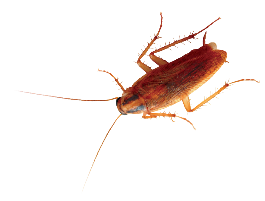 Cockroach