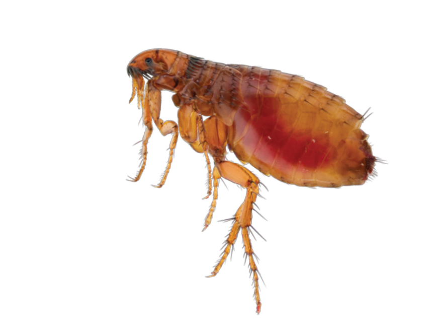 Fleas
