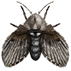 Drain Fly
